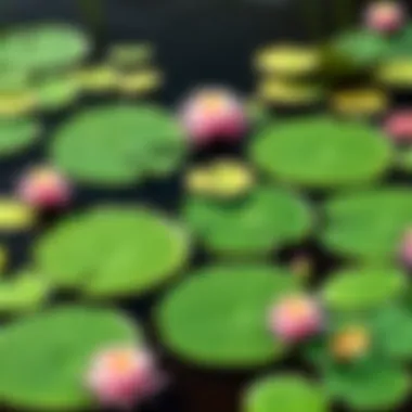Biodiversity Harmony on Lily Pads