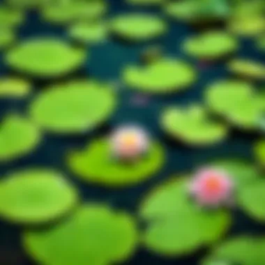 Cultural Symbolism of Lily Pads