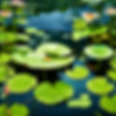 Eco-Friendly Lily Pad Habitat