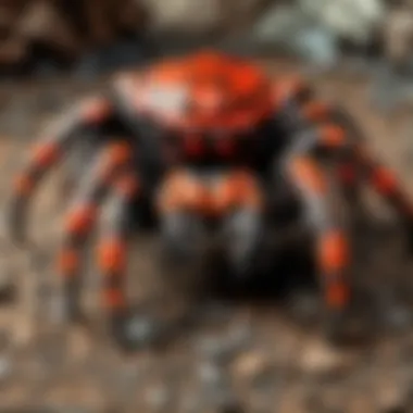 Majestic Lava Spider Tarantula Habitat