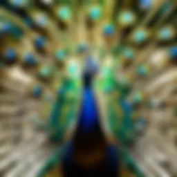 Majestic Peacock Feathers in Full Bloom