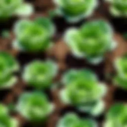 Vibrant Green Cabbage Seedlings Close-Up